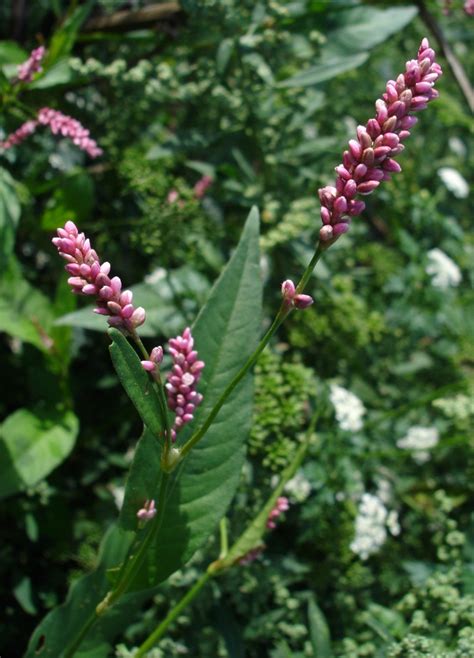 Polygonum (Knotweed, Smartweed) | North Carolina Extension Gardener Plant Toolbox