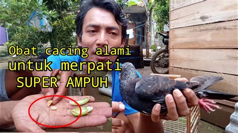 Obat Cacing Merpati Alami Ter Ampuh Sejak Jaman Dulu YouTube