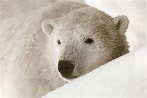 Les Ours Polaires En Danger