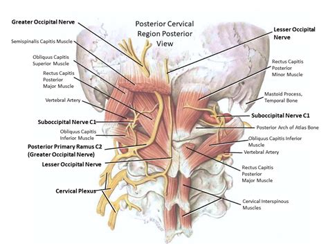 Occipital Nerves Diagram - General Wiring Diagram