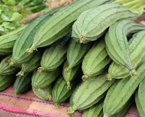 Snake Gourd Benefits For Health Snake Gourd Benefits For Health