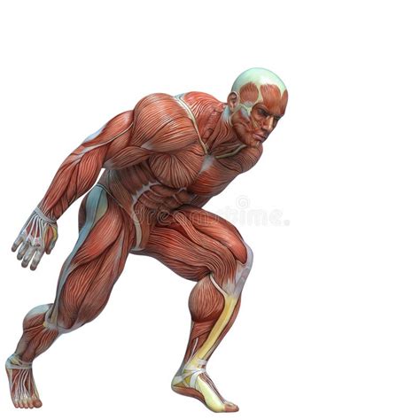 Anatomia Do Homem Do M Sculo Em Um Fundo Branco Ilustra O Stock