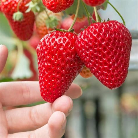 Truskawka Typu Ostara Poziomkowa Plenna Sadzonki