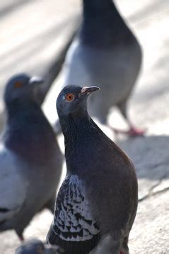 "Street Pigeon" Images – Browse 6,413 Stock Photos, Vectors, and Video ...