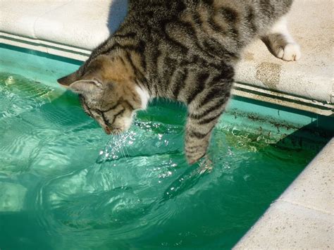 Por Qu A Los Gatos No Les Gusta El Agua Esta Es La Verdadera Raz N