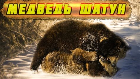 🐻Медведь шатун. Охотники были в ШОКЕ, когда узнали, чем медведь питался ...