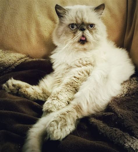 South Texas Persian Rescue... - South Texas Persian Rescue