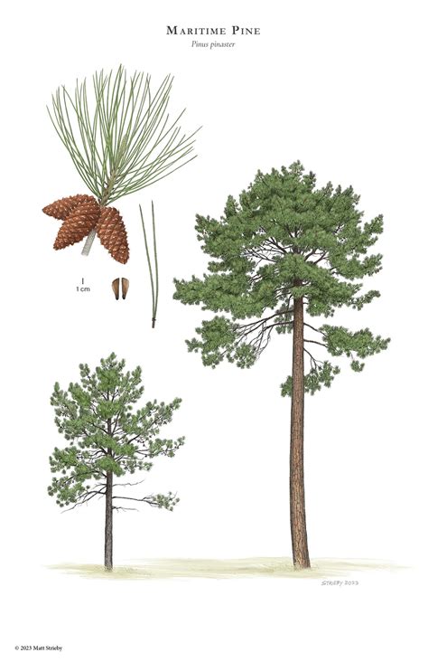 Pinus pinaster (pinheiro bravo) description - The Gymnosperm Database