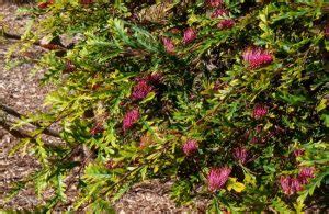 Grevillea Ground Cover Varieties Australian Native Guide