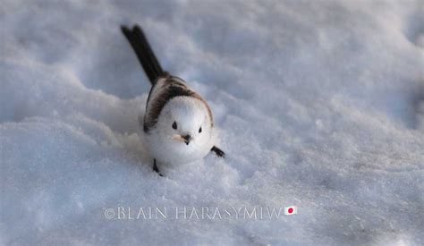 Hokkaido Bird Watching Photography Workshop - Shima Enaga Flocking ...