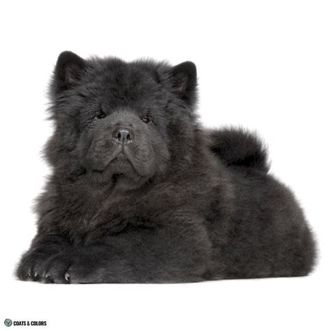 Black Chow Chow | Coats and Colors