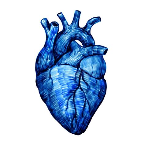 Human Heart Stock Illustration Image Of Drawing Anatomy 42958629