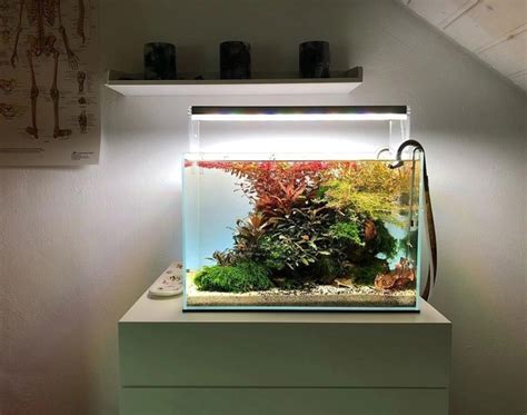 Лечение аквариумных рыб солью и марганцовкой (рецепт правильной ...