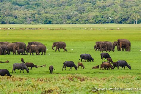 The Amazing Wild Elephants of Sri Lanka (And How You Can See Them!)