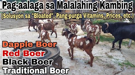 Sistema Sa Pag Aalaga Ng Malalahing Kambing Sa Machete S Farm Paraan