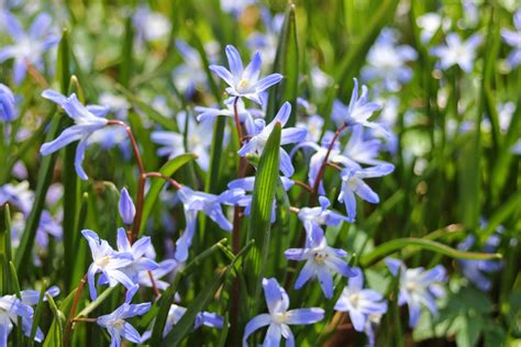 Gardening and Gardens: Little Blue Spring Flowers - What Are They?