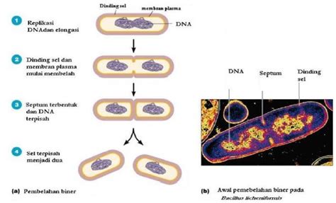 Materi Pembelahan Sel Amitosis Mitosis Dan Meiosis Mapel Biologi