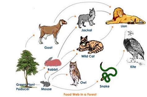 Food Chain Examples Of Animals