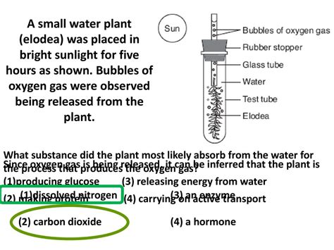 Elodea Plant In Test Tube