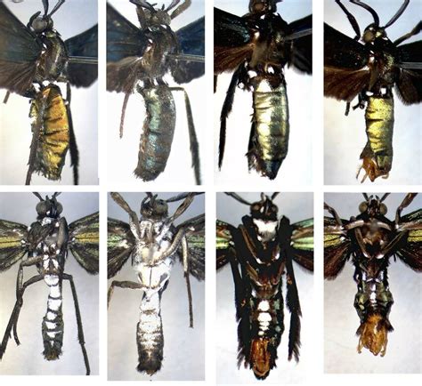 Male Abdomens Of The Trinidad Macrocneme Spp Above In Dorso Lateral