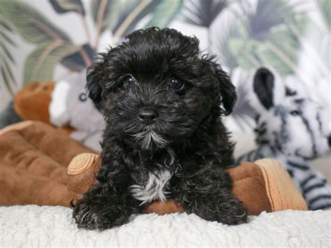 Black Maltipoo Puppies