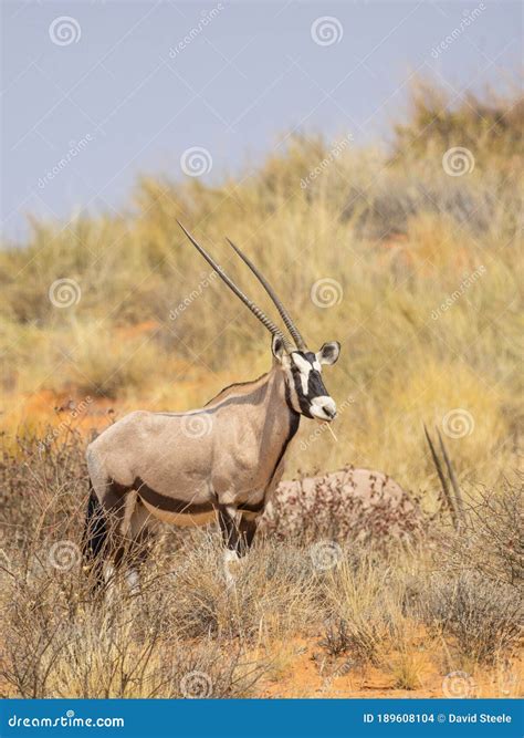 A Gemsbok On A Kalahari Dune Stock Photo Image Of Kalahari Wildlife