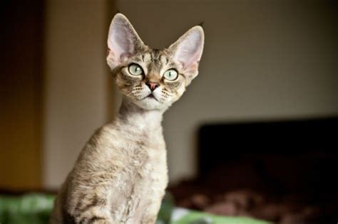 Tonkinese Korat Hairless Cat Sphynx Cat Breeds Hypoallergenic