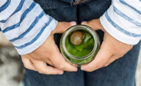 Cómo eliminar babosas y caracoles del jardín