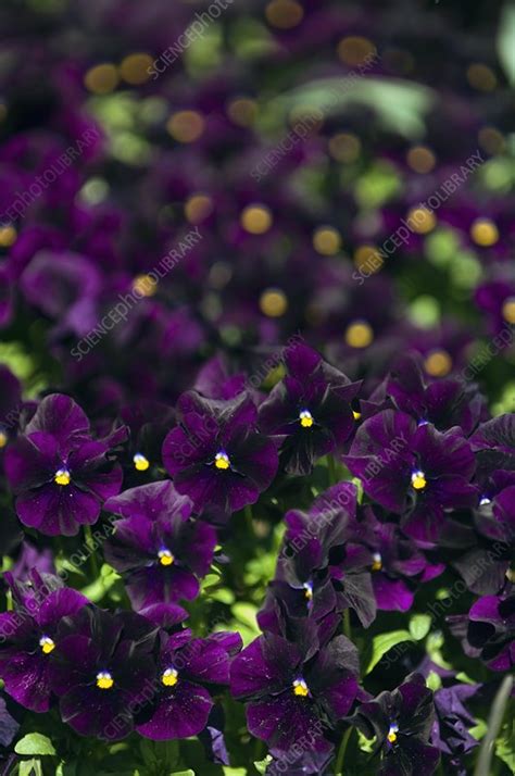 Pansy Viola X Wittrockiana Stock Image C0108680 Science Photo