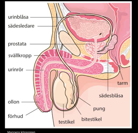 L Sex Och Reproduktion Flashcards Quizlet