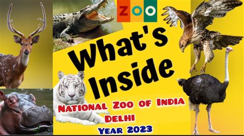 See Whats Inside The National Zoological Park Of India Delhi🐘🐯🐅🐊🦉🦅🦊🦌