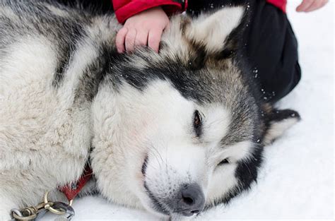 30+ Siberian Husky Sleeping In The Snow Stock Photos, Pictures ...