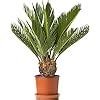 Perennial Cycas Revoluta Sago Palm Home Or Office Plant Cm