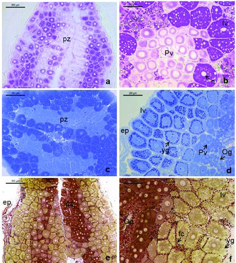 Histological Sections Of In Maturation Ovaries Of Macrobrachium