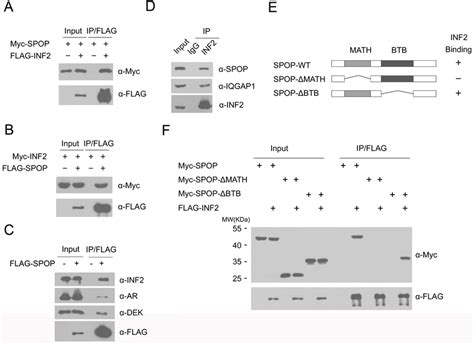 Spop Interacts With Inf2 Protein In Cells A Western Blot Of Whole