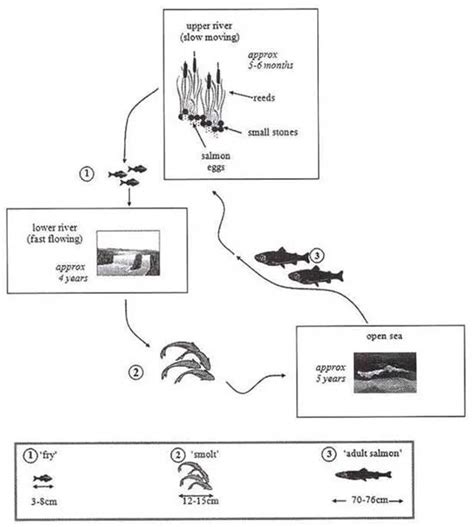 The Diagrams Below Show The Life Cycle Of A Species Of The Ielts Bridge