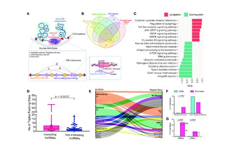 Lncrnas Interaction With The Tad Genes And Repeat Elements Abundance At