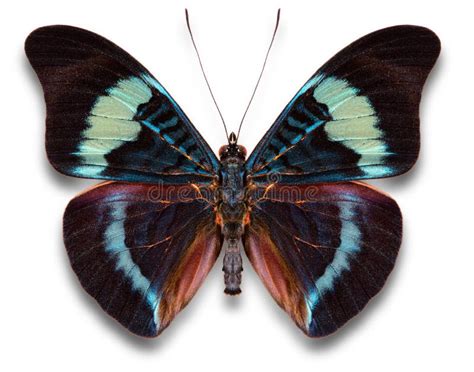 Batterfly stock image. Image of insect, isolated, color - 3828887