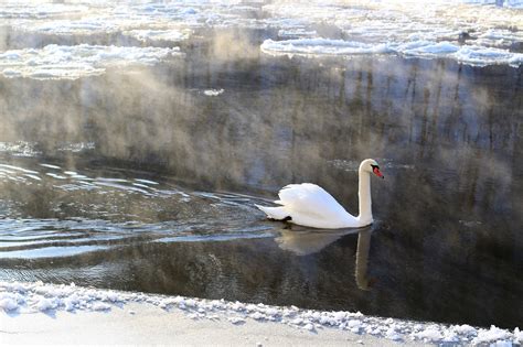 Swan Bird River - Free photo on Pixabay