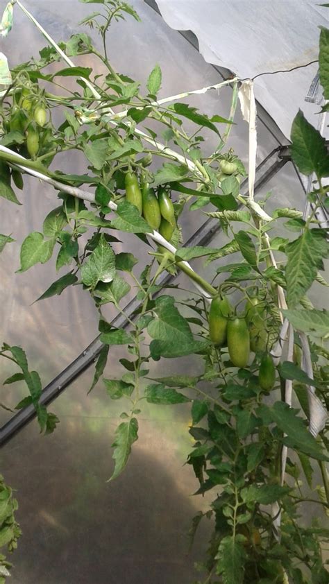 Томат Петр Великий, описание сорта, ОТЗЫВЫ (14), фото, характеристика ...