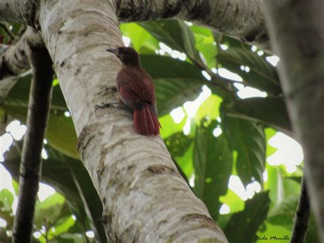 Ebird Checklist Nov Parque Nacional Tingo Maria Hu Nuco