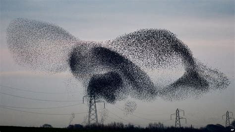 3D Printed Starling Murmurations 1 by Bram Tan | Pinshape