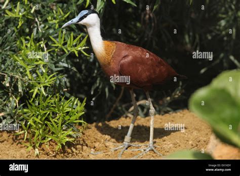 African Jacana Actophilornis Africanus At Schönbrunn Zoo In Vienna