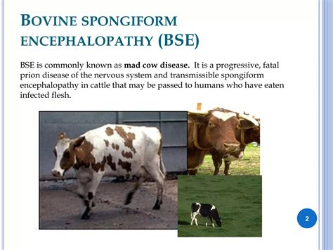 Bovine spongiform encephalopathy | PPT