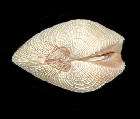 California Venus Clam Shell Mexican