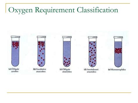 Ppt Bacterial Requirements Powerpoint Presentation Free Download Id6717133