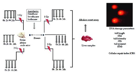 Scheme of the experiment. Male Swiss albino mice (n=240) were divided... | Download Scientific ...