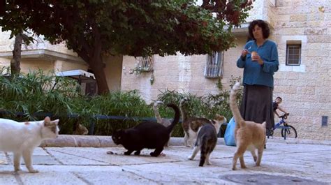 Meet Tova Saul The Unsung Guardian Of Jerusalem Old City S Stray Cats