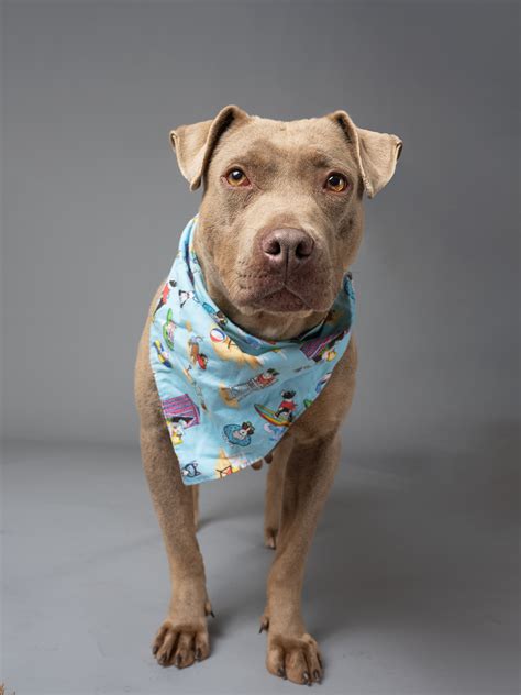 Fulton - UPDATE NANA WENT TO FOSTER! Nana is a quiet, sensitive girl