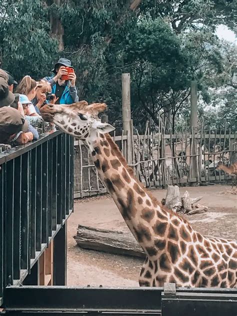 Wellington Zoo Trendy Tourist